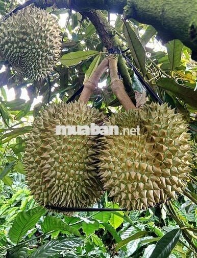 Bỏ phố về quê – không ngờ lại lời tới vậy!