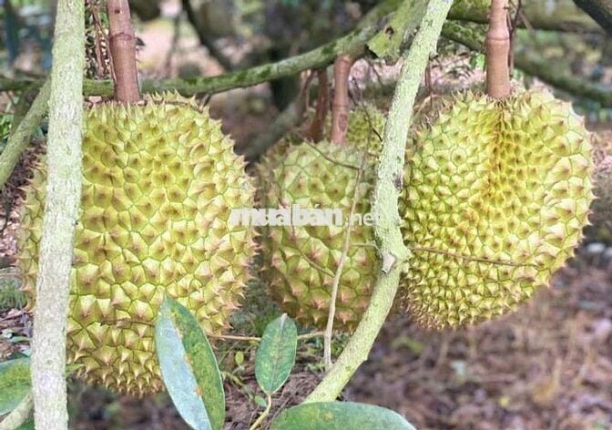 Bỏ phố về quê – không ngờ lại lời tới vậy!