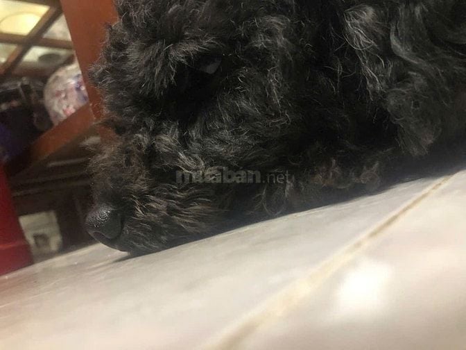 Chó Poodle đen, chó cute       
