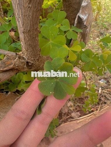 Gần khu du lịch Núi chứa chan, thổ cư sổ riêng