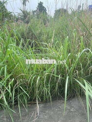 Cần Bán Đất Liên Khê Thuỷ Nguyên Hải Phòng