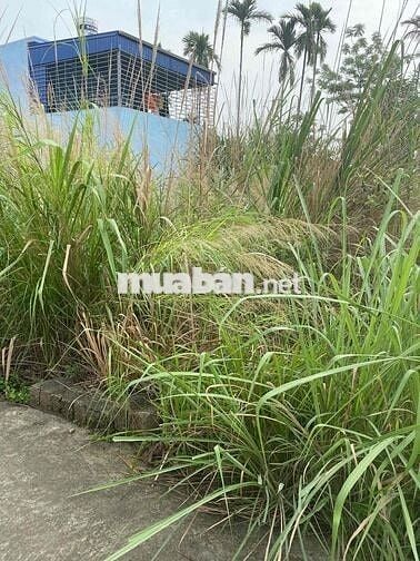 Cần Bán Đất Liên Khê Thuỷ Nguyên Hải Phòng