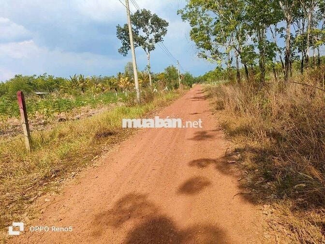 Đất sào giá ngộp dầu tiếng - HCM