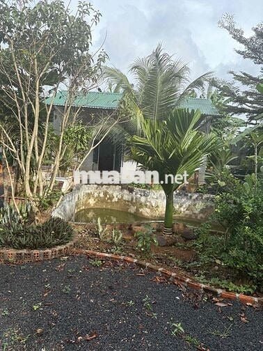 Cho thuê nhà vườn thôn 4 Cưbur