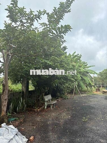 Cho thuê nhà vườn thôn 4 Cưbur