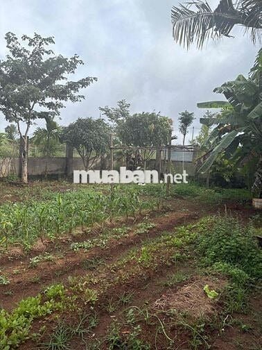 Cho thuê nhà vườn thôn 4 Cưbur