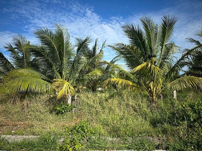 1 Ha Có 200m2 Thổ Cư Khu Dân Cư Đường Bê Tông Tân Tiến LaGi Gần Biển
