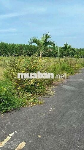 Bán đất tại Phước Hải, 1,2 tỷ, 149m2, pháp lý đầy đủ, mặt tiền rộng 6m