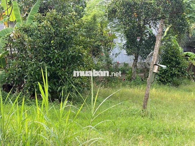 Ông chú cần bán 838m2, 15x50m(phường Hàng Gòn)