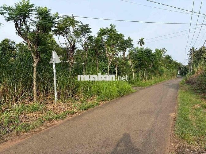 Ông chú cần bán 838m2, 15x50m(phường Hàng Gòn)