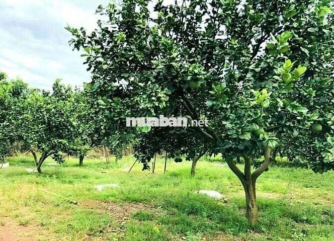 BÁN ĐẤT NGAY DỰ ÁN ĐƯỜNG DT 772
