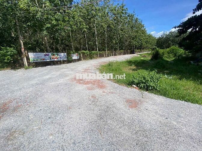 Full thổ cư gần KCN, sổ sẵn. 10m mặt tiền. 230tr