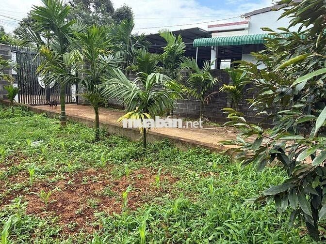 Chủ ngộp sang nhanh 1227m2 đất vườn Phú Giáo giá rẻ
