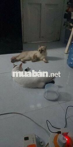 Cần pass phòng gấp đầu tháng 11 dọn vào ở luôn !!!!!!!!!!!!!