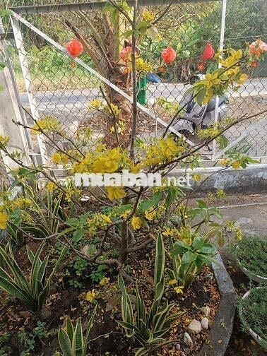 Nhà cho thuê mặt tiền đường Duyên Hải