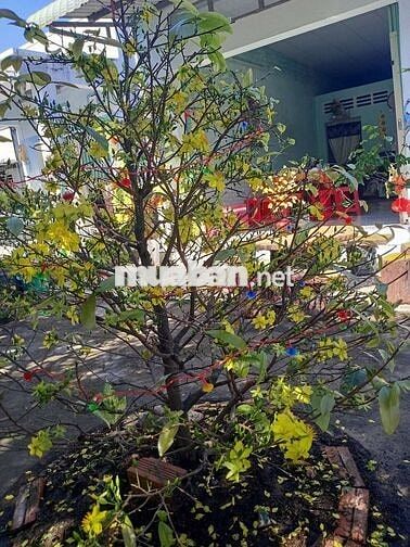 Nhà cho thuê mặt tiền đường Duyên Hải