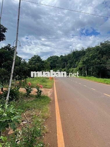 Cần Bán Đường Tỉnh Lộ 756 Lộc Quang, Lộc Ninh 2ha5