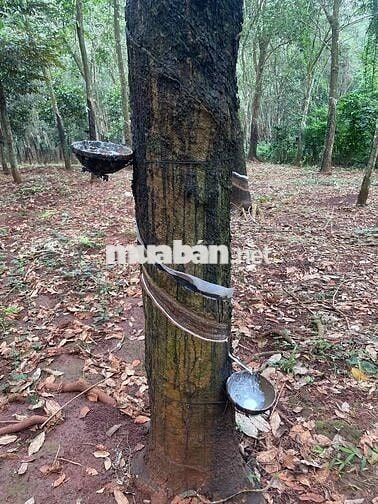 Cần Bán Đường Tỉnh Lộ 756 Lộc Quang, Lộc Ninh 2ha5