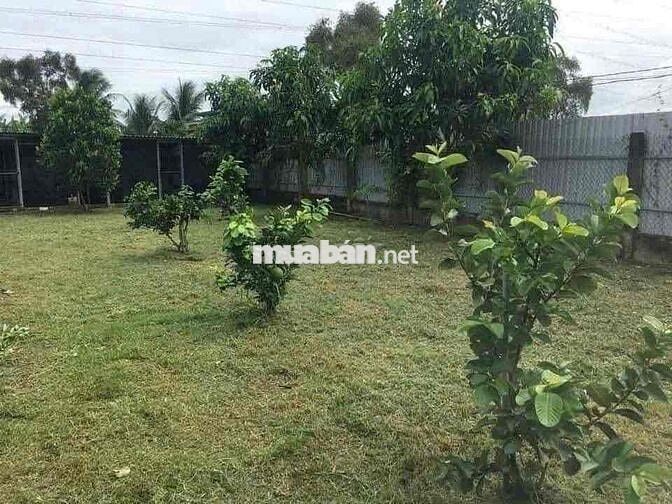 Chủ đất làm ăn thua lỗ nợ ngân hàng nên cắt lỗ 150tr để bán nhanh miến