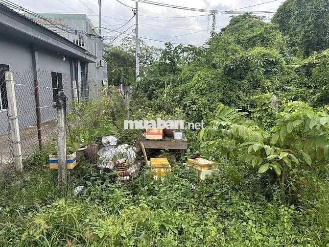 ĐẤT FULL THỔ 116M2 - KDC HIỆN HỮU - P. AN PHÚ ĐÔNG QUẬN 12