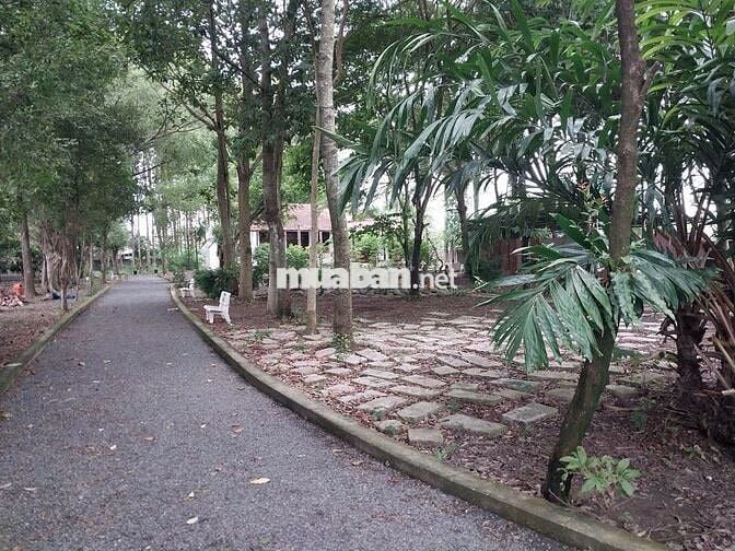 BÁN NHANH LÔ ĐẤT GIÁ TỐT CHÍNH CHỦ BÁN TẠI Xã Tân Thông Hội,Củ Chi,HCM