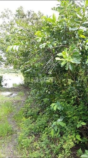 Đất thổ vườn Phường 3 TP Vị Thanh