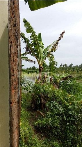 Đất thổ vườn Phường 3 TP Vị Thanh