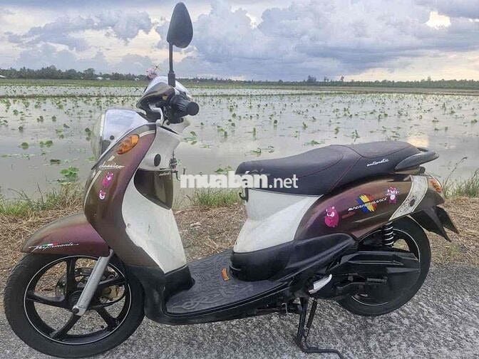 classico nâu socolate