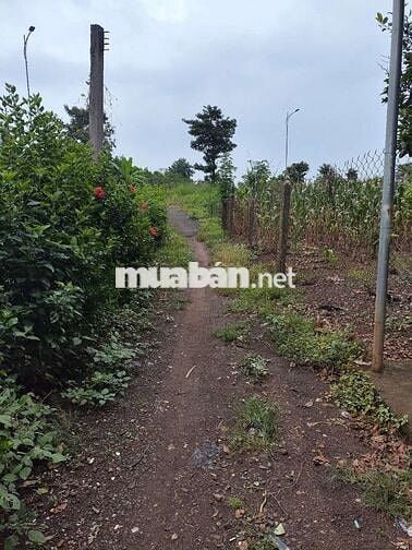 BÁN GẤP LÔ ĐẤT MẶT TIỀN ĐƯỜNG LỚN – ĐÁ BẠC, CHÂU ĐỨC, BR-VT