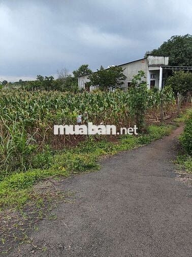 BÁN GẤP LÔ ĐẤT MẶT TIỀN ĐƯỜNG LỚN – ĐÁ BẠC, CHÂU ĐỨC, BR-VT