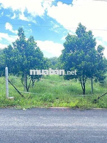 Chủ Gửi Mảnh Đất Vườn Có trồng sẵn mít 1000m2 giá hơn 400 xíu xiuu thô