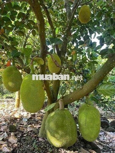 Chủ Gửi Mảnh Đất Vườn Có trồng sẵn mít 1000m2 giá hơn 400 xíu xiuu thô