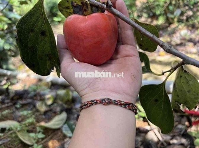 1080m2 750Triệu Đất Vườn View Sân Mây Cần Bán Gấp Tặng Luôn Vườn Hồng