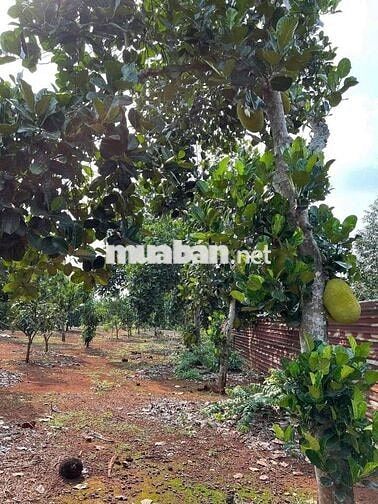 Chủ Gửi Mảnh Đất Vườn Có trồng sẵn mít 1000m2 giá hơn 400 xíu xiuu thô