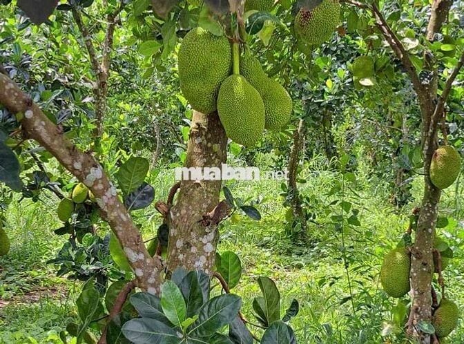Chủ Gửi Mảnh Đất Vườn Có trồng sẵn mít 1000m2 giá hơn 400 xíu xiuu thô