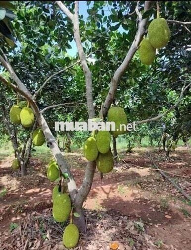 Chủ Gửi Mảnh Đất Vườn Có trồng sẵn mít 1000m2 giá hơn 400 xíu xiuu thô