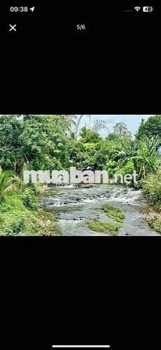 Chủ Gửi Mảnh Đất Vườn Có trồng sẵn mít 1000m2 giá hơn 400 xíu xiuu thô