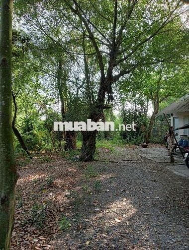 Bán 2.154m2 đất MT đường liên ấp 3-4 xã Phong Phú huyện Bình Chánh