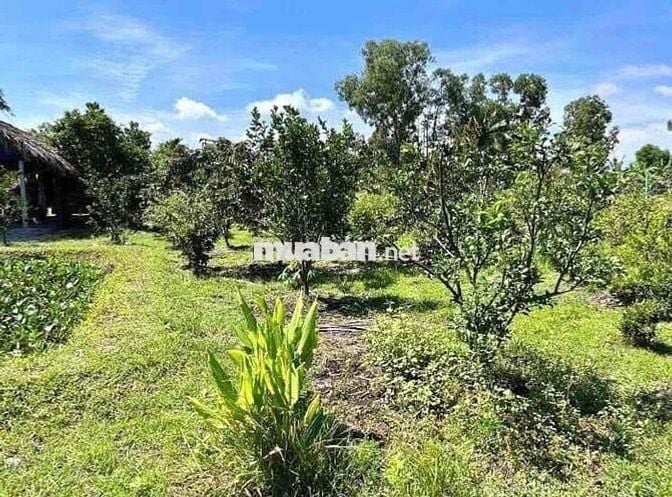 kẹt tiền bán gấp mảnh đất thổ cư- tặng cây