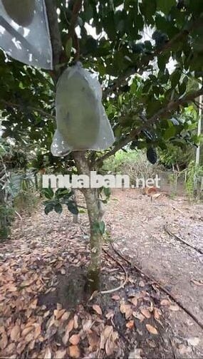 BÁN NHÀ VÀ ĐẤT KV14, P.CHÂU VĂN LIÊM