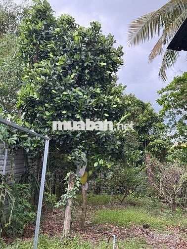 BÁN NHÀ VÀ ĐẤT KV14, P.CHÂU VĂN LIÊM