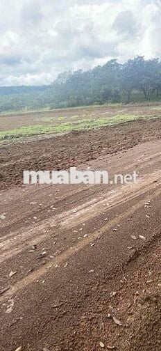 đất sào đồng phú đồng nai giá rẻ