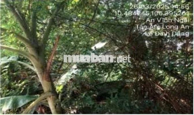 Bán ĐGTS đất tại phường Tân An, tỉnh Tây Ninh