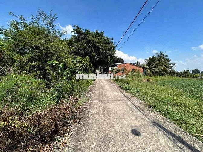 Bán Nhà Vườn 500m2 Đối Diện Bệnh Viện Đa Khoa Tân An