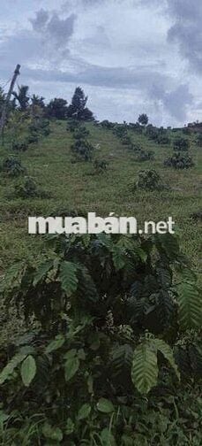 cần bán đất vườn có mặt tiền đường tại Lộc Bảo, Bảo Lâm