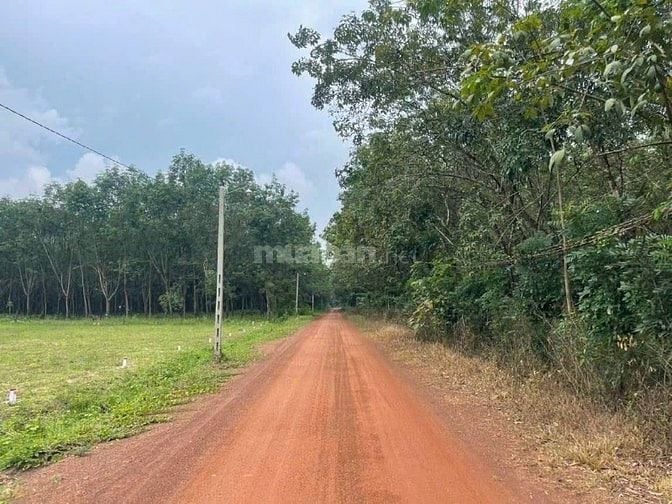 Cần bán gấp đất tại xã Lộc Ninh, Bình Phước