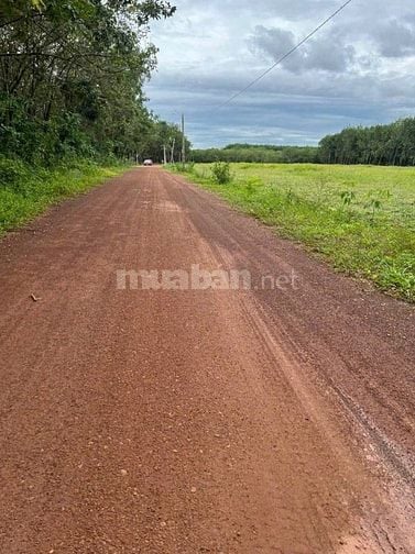 Cần bán gấp đất tại xã Lộc Ninh, Bình Phước