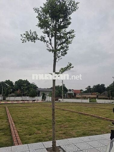 BẠN NGHĨ SAO VỀ GIÁ ĐẤT 2 TỶ - 100m2 - FULL THỔ CƯ TẠI HOÀ LẠC.