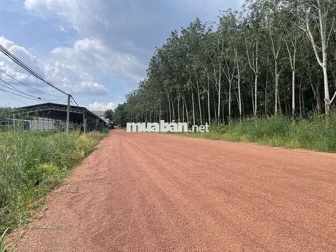 Đất vườn giá ngộp cần sang gấp 1200m2 SHR, công chứng ngay