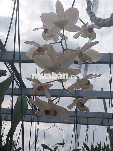 Cho thuê nhà nguyên căn Đường Nguyễn Kiệm Gò Vấp